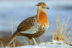 National Vogel von Kasachstan foto