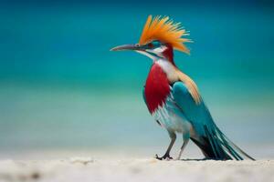 National Vogel von Malediven foto