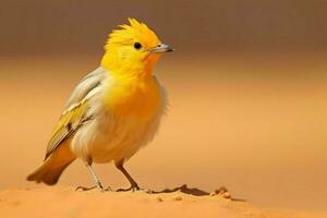 National Vogel von Mauretanien foto