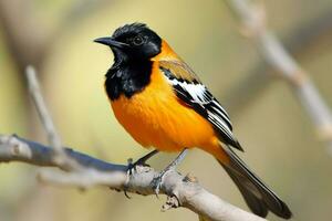 National Vogel von Orange kostenlos Zustand foto