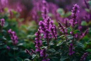 lila Blume Kraut und Pflanze im Natur foto