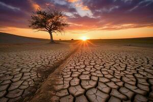 Baum wachsen Dürre Sonnenuntergang foto