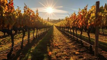 Herbst Sonne leuchtenden auf Weinberg mit Reihen von Traube foto