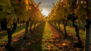 Herbst Sonne leuchtenden durch das Reben leuchten foto