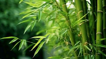 Bambus ist ein Pflanze Das ist benutzt im viele Wege foto