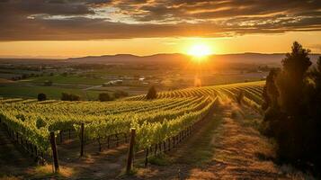 Weinberg mit Aussicht von das Sonne Rahmen hinter ein vi foto