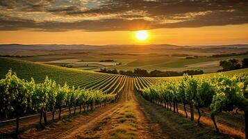 Weinberg mit Aussicht von das Sonne Rahmen hinter ein vi foto