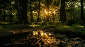 schön Anime Sonnenuntergang Landschaft Wald Wald Band foto