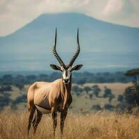 National Tier von Burundi hoch Qualität 4k Ultra foto
