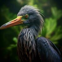 National Vogel von Hawaii hoch Qualität 4k Ultra hd foto