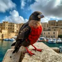 National Vogel von Malta hoch Qualität 4k Ultra hd foto