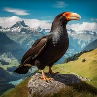 National Vogel von Schweiz hoch Qualität 4k ult foto