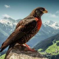 National Vogel von Schweiz hoch Qualität 4k ult foto