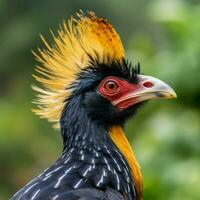 National Vogel von Uganda hoch Qualität 4k Ultra hd foto