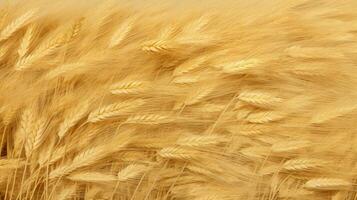Weizen Farbe Textur hoch Qualität foto