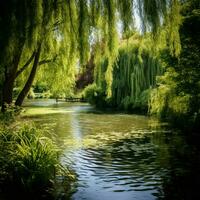 ein friedlich Teich umgeben durch weinend Weiden foto