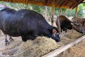 großer Büffel im Bauernhof foto