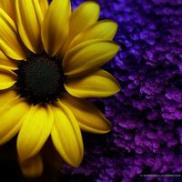 beschwingt Gelb vs. dunkel lila hoch Qualität foto