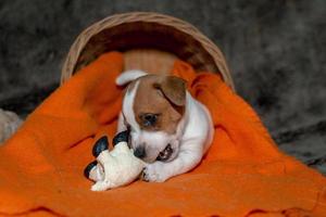 Jack Russell Welpe spielt mit ihrem Spielzeug. foto