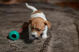 Jack Russell Welpe spielt mit ihrem Spielzeug. foto