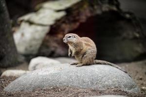 Tiernahaufnahmen. Erdhörnchen bewachen die Umgebung. foto