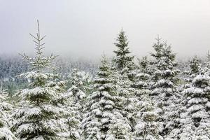 Winterwaldlandschaft im Brocken, Harz, Deutschland