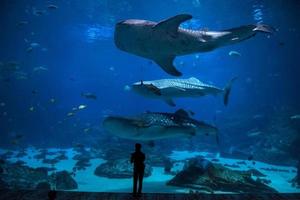 Fische im Aquarium foto