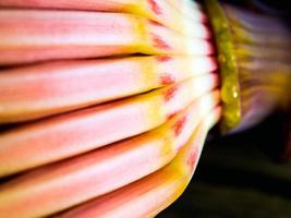 silberner buggoe bananenblüte foto