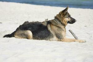 Deutsche Schäfer auf das Strand foto