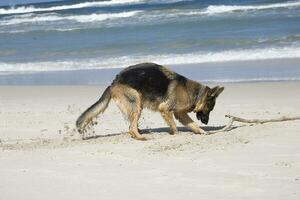 Deutsche Schäfer auf das Strand foto