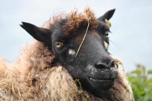Porträt von Schafen auf den Färöern foto