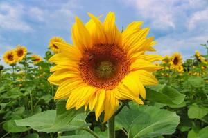blühende Sonnenblume auf einem bayerischen Feld foto