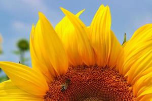 blühende Sonnenblume auf einem bayerischen Feld foto