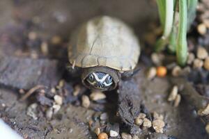 schließen oben ist Baby frisches Wasser Schildkröte beim Thailand foto