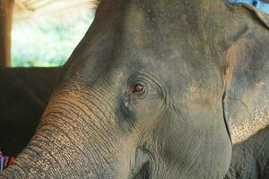 Elefanten beim das thailändisch Elefant Erhaltung Center foto