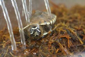 schließen oben ist Baby frisches Wasser Schildkröte beim Thailand foto