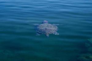 die Meeresschildkröte schwimmt im tropischen Meerwasser. foto