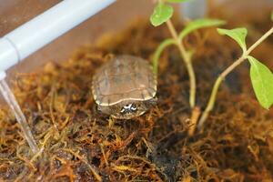 schließen oben ist Baby frisches Wasser Schildkröte beim Thailand foto