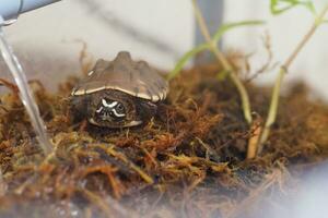 schließen oben ist Baby frisches Wasser Schildkröte beim Thailand foto