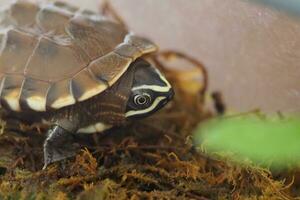 schließen oben ist Baby frisches Wasser Schildkröte beim Thailand foto