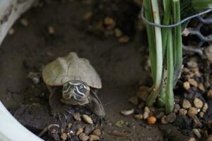 schließen oben ist Baby frisches Wasser Schildkröte beim Thailand foto