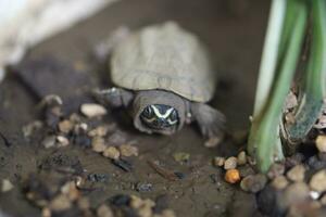 schließen oben ist Baby frisches Wasser Schildkröte beim Thailand foto