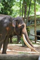 Elefanten beim das thailändisch Elefant Erhaltung Center foto