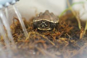 schließen oben ist Baby frisches Wasser Schildkröte beim Thailand foto