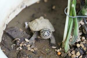 schließen oben ist Baby frisches Wasser Schildkröte beim Thailand foto