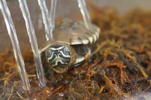 schließen oben ist Baby frisches Wasser Schildkröte beim Thailand foto