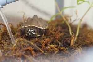 schließen oben ist Baby frisches Wasser Schildkröte beim Thailand foto