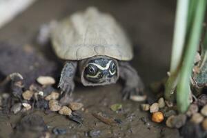 schließen oben ist Baby frisches Wasser Schildkröte beim Thailand foto