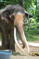 Elefanten beim das thailändisch Elefant Erhaltung Center foto