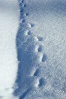 ein schließen oben von Schnee fallen von das Himmel foto